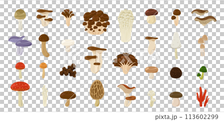 きのこフルセット 113602299
