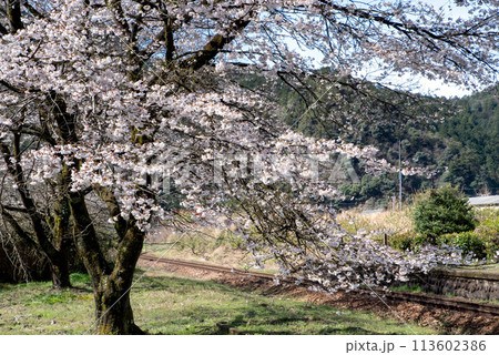 桜のある風景 113602386
