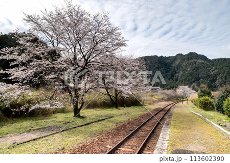 線路脇に咲く満開の桜 113602390