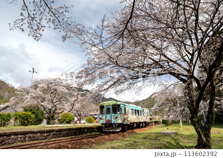 桜の中を走る電車 113602392
