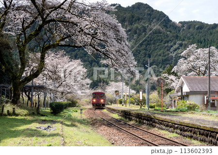 桜のトンネルを走るローカル線 桜のトンネルを走るローカル線 113602393