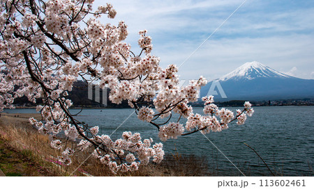 河口湖の春　桜と富士山　　 113602461