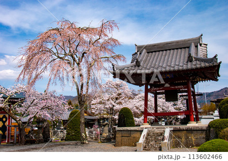 　河口湖の春　富士御室浅間神社の桜　　 113602466