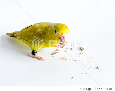 Forpus parrot bird on the white background 113602556