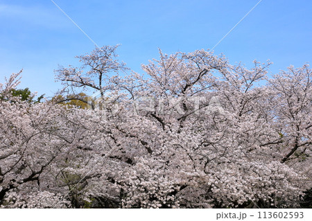青空に映える満開の桜 青空に映える満開の桜 113602593
