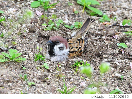 砂浴びするスズメ 砂浴びするスズメ 113602656