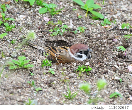 砂浴びするスズメ 113602657