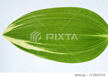 フイリアマドコロ（斑入り甘野老）の葉【背景素材】 113602703