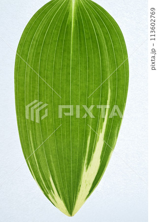 フイリアマドコロ(斑入り甘野老)の葉【背景素材】 フイリアマドコロ(斑入り甘野老)の葉【背景素材】 113602769