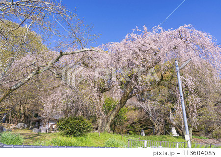 京都　岩屋寺　大石良雄山科閑居跡の枝垂れ桜 113604085