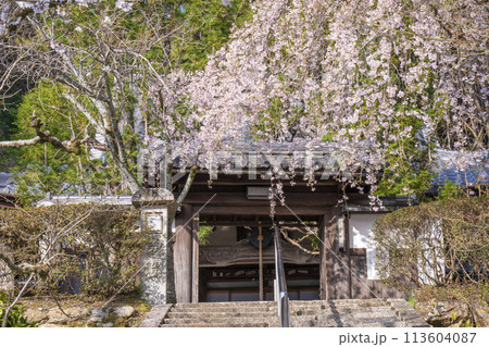 京都山科　岩屋寺（大石寺）　しだれ桜 113604087