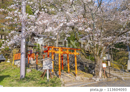 京都山科　大石稲荷大神　桜 113604093