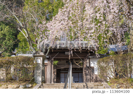 京都山科 岩屋寺(大石寺)山門としだれ桜 京都山科 岩屋寺(大石寺)山門としだれ桜 113604100