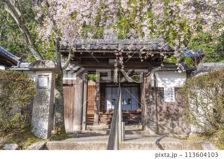 京都山科　岩屋寺（大石寺）　しだれ桜 113604103