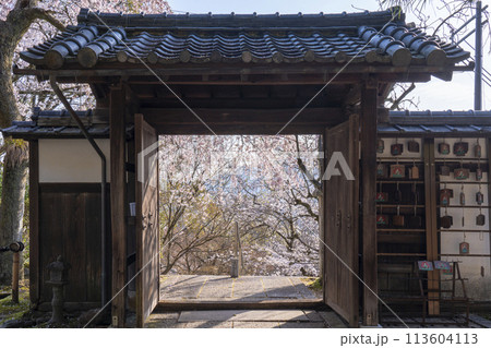 京都山科 岩屋寺(大石寺)山門から見える枝垂れ桜 京都山科 岩屋寺(大石寺)山門から見える枝垂れ桜 113604113