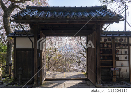 京都山科　岩屋寺（大石寺）山門から見える枝垂れ桜 113604115