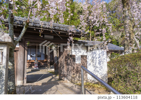 京都山科　岩屋寺（大石寺）山門としだれ桜 113604118