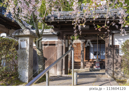 京都山科 岩屋寺(大石寺)山門としだれ桜 京都山科 岩屋寺(大石寺)山門としだれ桜 113604120