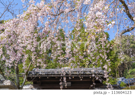 京都山科　岩屋寺（大石寺）山門としだれ桜 113604123