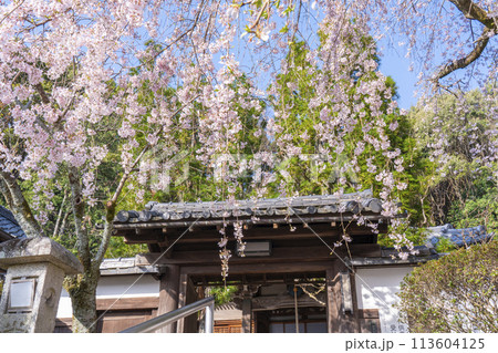 京都山科 岩屋寺(大石寺)山門としだれ桜 京都山科 岩屋寺(大石寺)山門としだれ桜 113604125