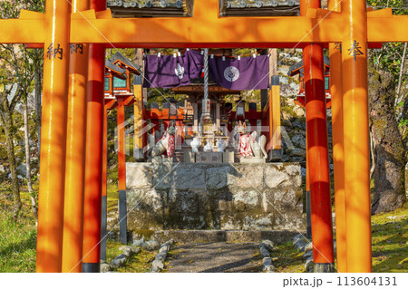 京都山科　大石稲荷大神　桜 113604131