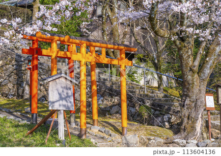 京都山科 大石稲荷大神 桜 京都山科 大石稲荷大神 桜 113604136