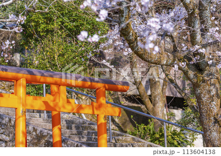 京都山科　大石稲荷大神　桜 113604138