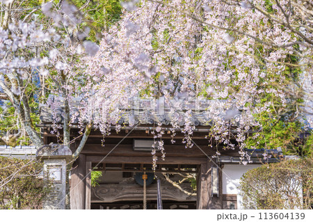 京都山科　岩屋寺（大石寺）山門としだれ桜 113604139