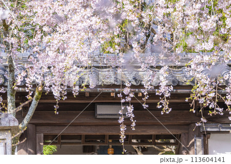 京都山科　岩屋寺（大石寺）山門としだれ桜 113604141