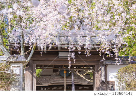 京都山科　岩屋寺（大石寺）山門としだれ桜 113604143