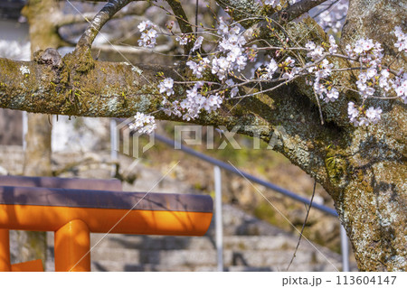 京都山科　大石稲荷大神　桜 113604147