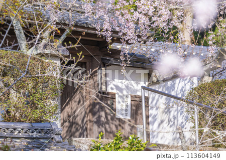 京都山科　岩屋寺（大石寺）山門としだれ桜 113604149