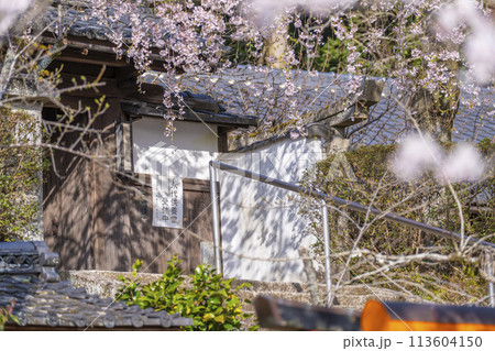 京都山科 岩屋寺(大石寺)山門としだれ桜 京都山科 岩屋寺(大石寺)山門としだれ桜 113604150