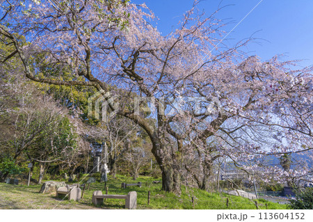 京都　岩屋寺　大石良雄山科閑居跡の枝垂れ桜 113604152