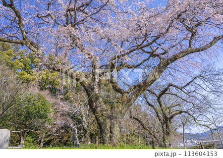 京都　岩屋寺　大石良雄山科閑居跡の枝垂れ桜 113604153