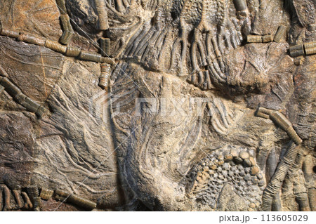 crinoid fossil texture crinoid fossil texture 113605029