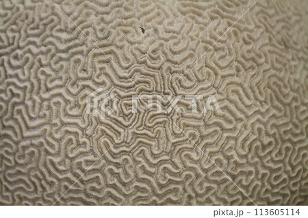 old coral texture old coral texture 113605114