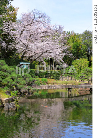 岡山後楽園 池に映る桜と鯉 岡山後楽園 池に映る桜と鯉 113605151