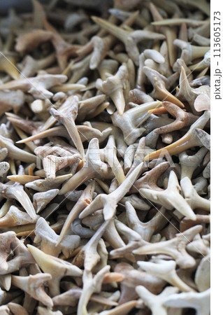 sharks tooths texture 113605173