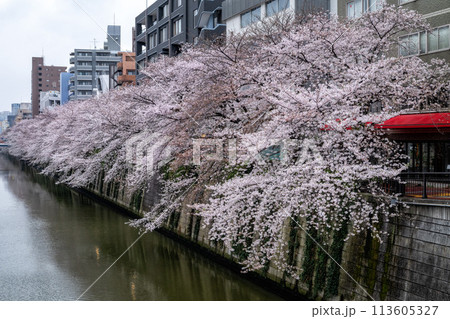 目黒川の満開の桜 113605327