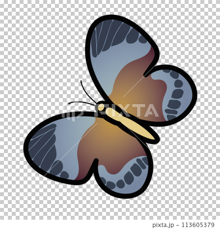 Butterfly illustration 113605379