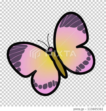 Butterfly illustration 113605381