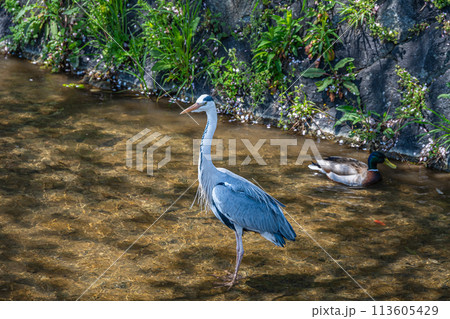 用水路のアオサギ 用水路のアオサギ 113605429