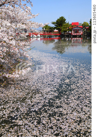 白龍神社の花筏　伊勢崎市 113605460
