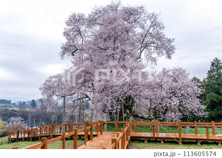 戸津辺の桜 113605574