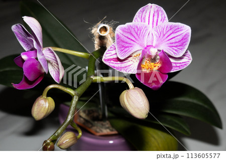 咲き始めたミニ胡蝶蘭の花 113605577