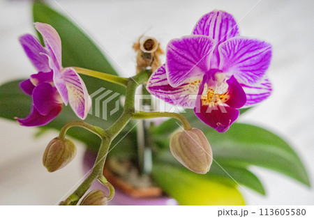 咲き始めたミニ胡蝶蘭の花 咲き始めたミニ胡蝶蘭の花 113605580