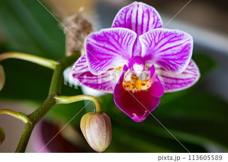 咲き始めたミニ胡蝶蘭の花 113605589