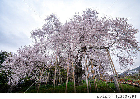 戸津辺の桜 113605591
