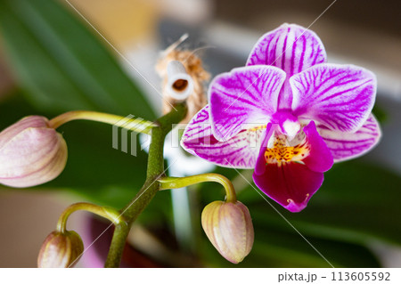 咲き始めたミニ胡蝶蘭の花 113605592